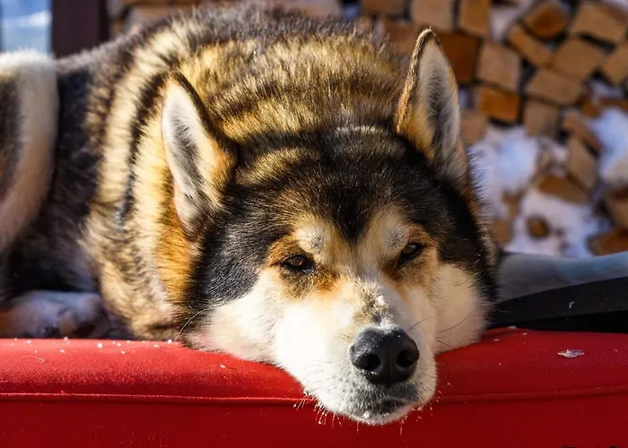 Jungfrau Hotel Fiesch