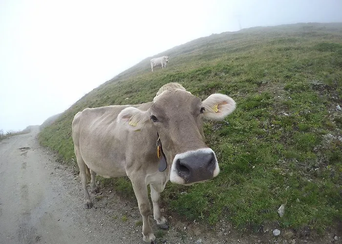 Jungfrau Otel 2*