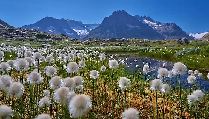 Otel Jungfrau