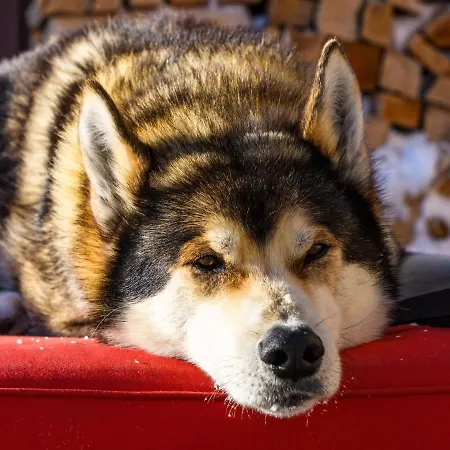 Jungfrau Hotel Fiesch